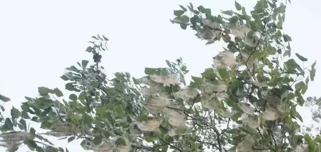 楊樹雌株蒴果成熟開裂