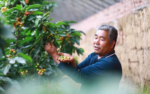 為什么大興莊的櫻桃品質和產量不受疫情影響