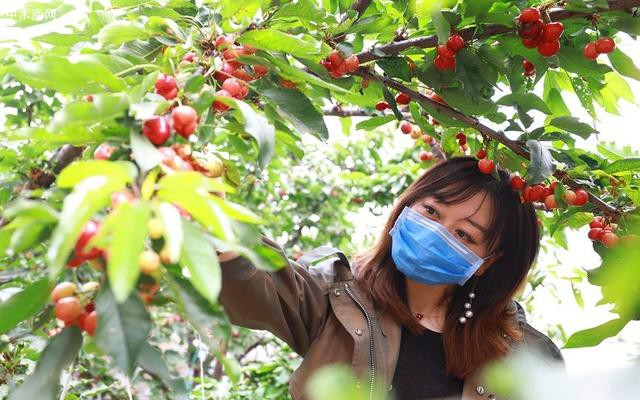 為什么大興莊的櫻桃品質和產量不受疫情影響價格