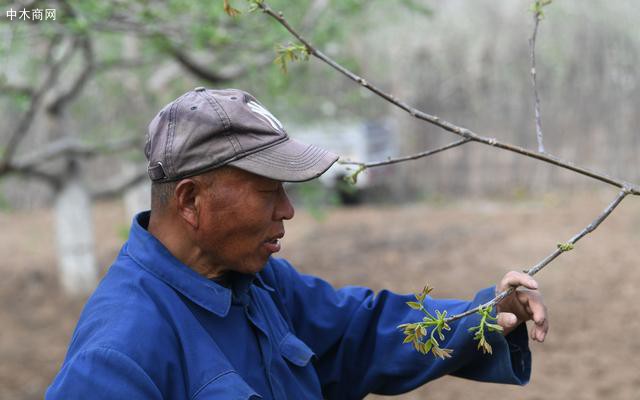 安師傅在檢查發出的嫩芽