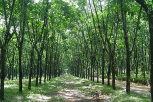橡膠木原木原產(chǎn)地批發(fā)
