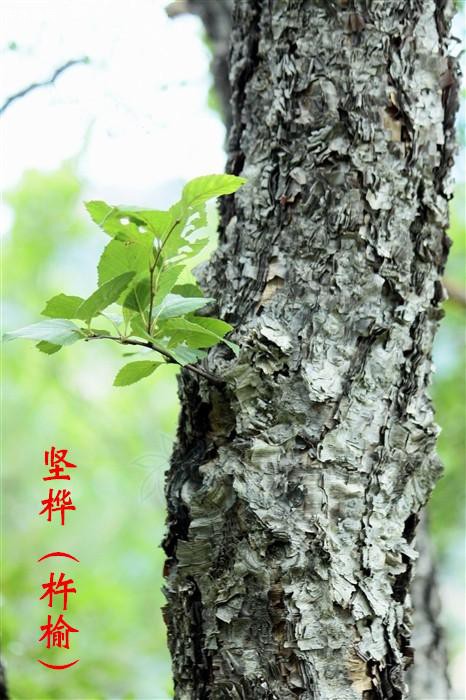 凡目光所及足跡能到之處均不見杵榆樹蹤影