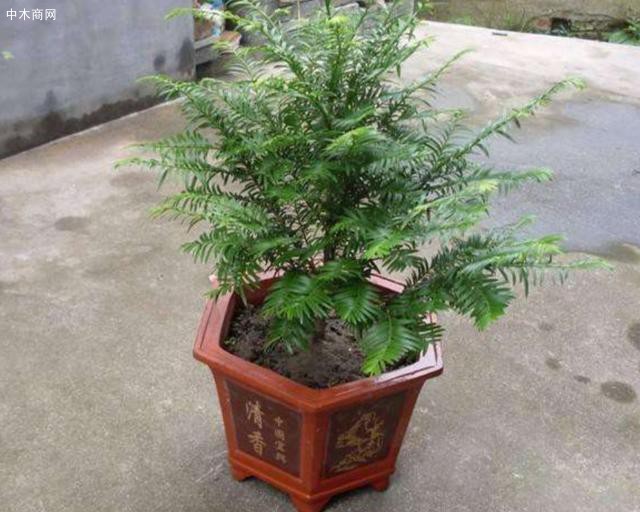 家中養紅豆杉，要滿足2個條件，才能結出美麗的紅豆