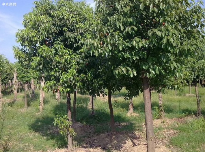 香樟樹的特點及香樟樹苗木價格多少錢一顆圖片