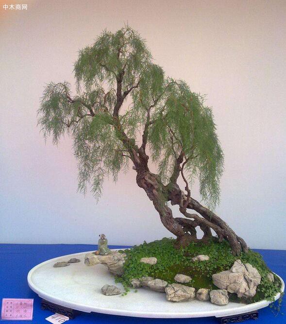農村有什么樹木適合做盆景呢價格