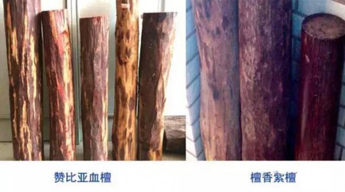 如何辨別贊比亞血檀和印度小葉紫檀的區別圖片