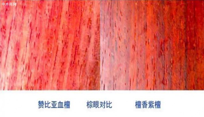 如何辨別贊比亞血檀和印度小葉紫檀的區別廠家