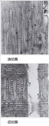 伯利茲黃檀是國標紅木嗎?有什么特征品牌