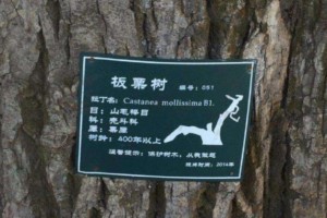 大量板栗樹板栗原木原產地供應