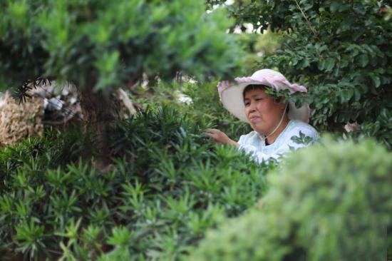 江蘇南通苗木盆景種出“小康樹”廠家