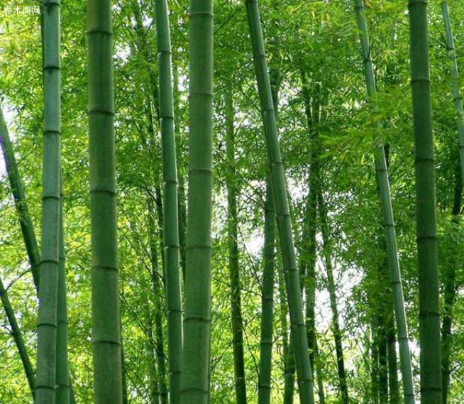 求購：茅竹1千根