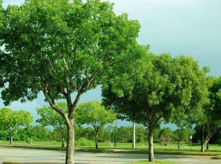 桃花心木屬于什么檔次的實(shí)木及優(yōu)缺點(diǎn)