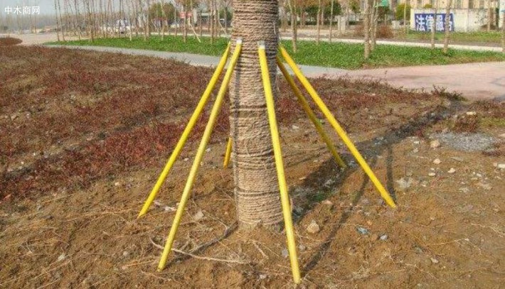 樹木支架廠家批發價格