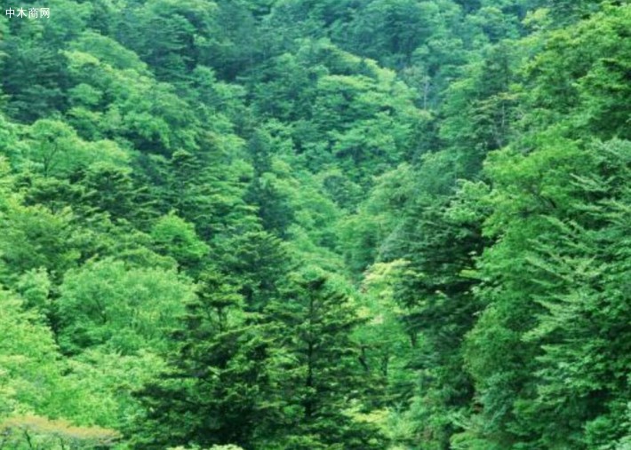 3千畝山林樹木出售