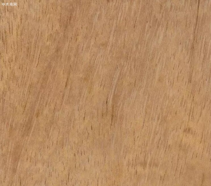 大綠柄桑木材屬性及用途價(jià)格