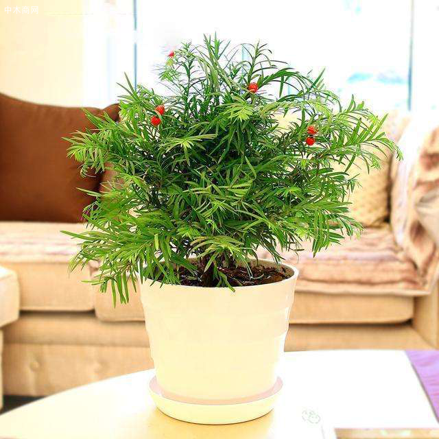 傳說中的紅豆杉,實在是植物中的“奢侈品”,不在價格而在作用廠家