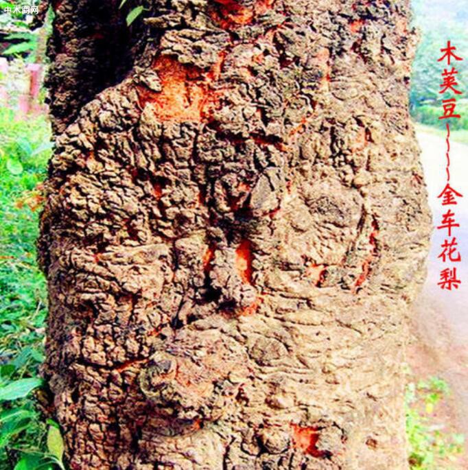 金車花梨木的優(yōu)缺點(diǎn)及用途介紹