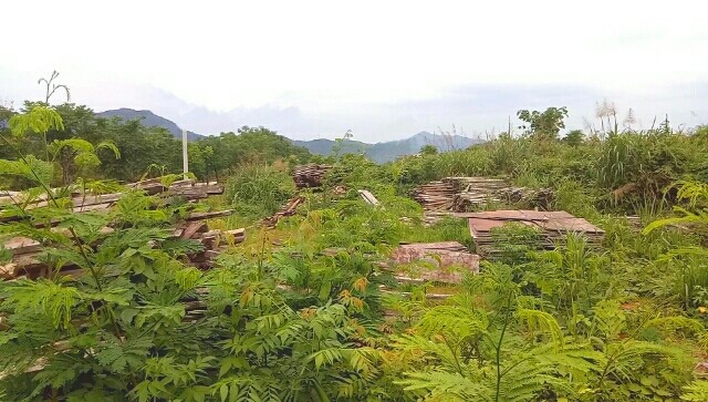 福建工地建筑木柴出售與回收