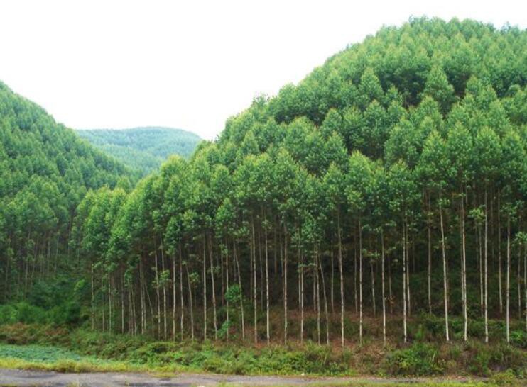 技術(shù):桉樹(shù)林地上的鐵芒箕比較好不要打除草劑