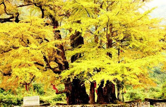 世界現存比較大的銀杏樹進入觀賞期但此前或曾遭雷擊