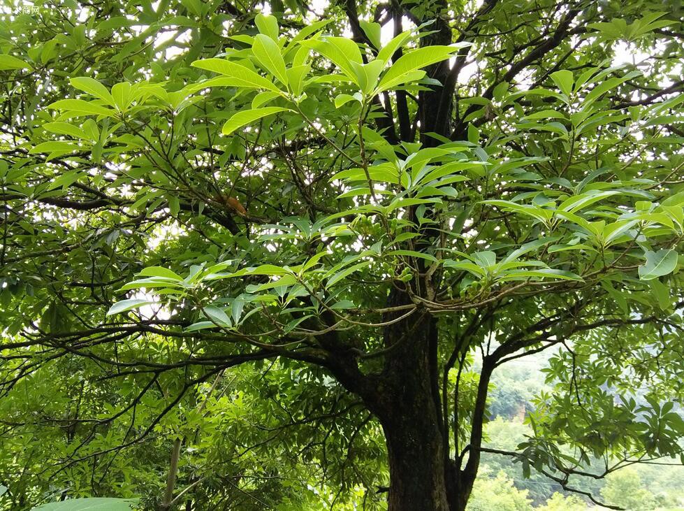 世界最珍貴的十大樹(shù)木及世界之最圖片