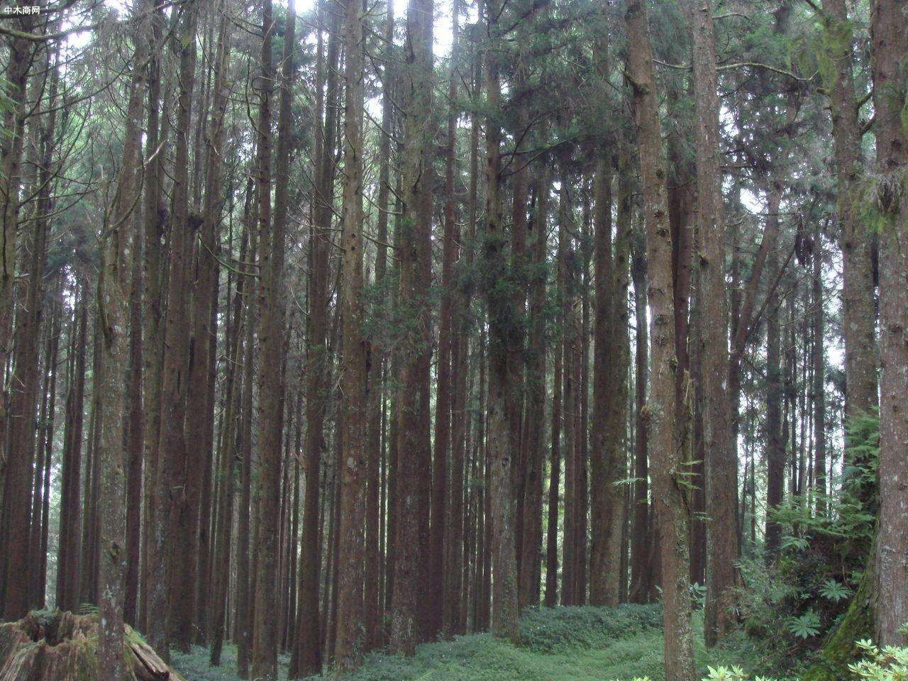 松木杉木原木樹木原產地直銷圖片