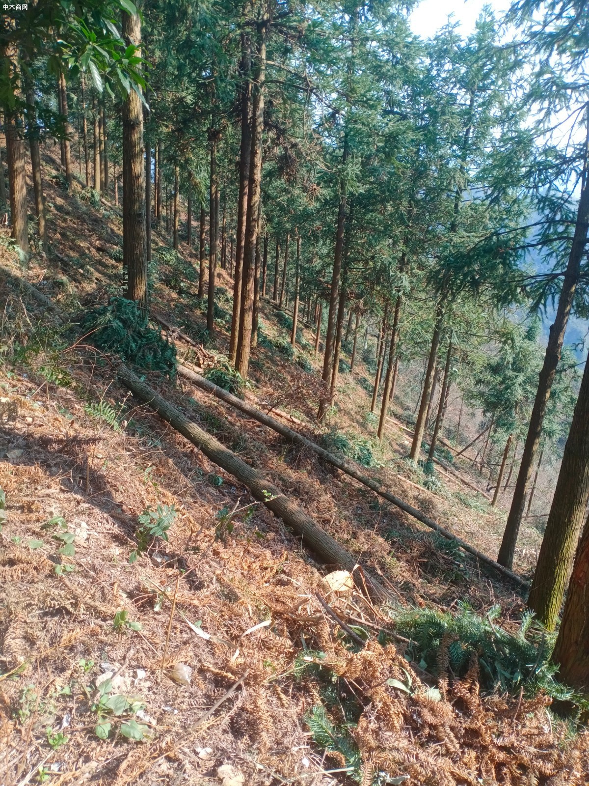 杉木原木原產地直銷圖片