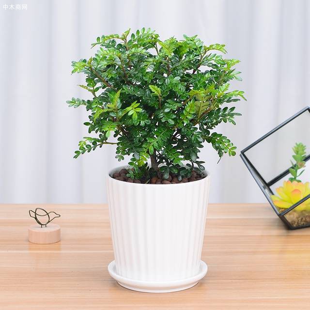 清香木盆景的制作和養(yǎng)護方法