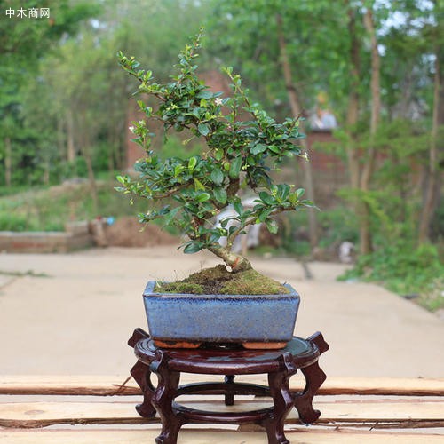 清香木盆景的制作和養(yǎng)護方法圖片