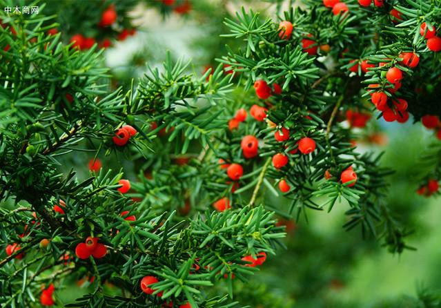 紅豆杉的盆景怎么樣及紅豆杉盆景價(jià)格是怎么樣的價(jià)格