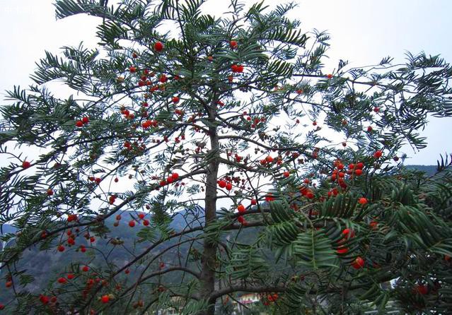 紅豆杉的盆景怎么樣及紅豆杉盆景價(jià)格是怎么樣的圖片