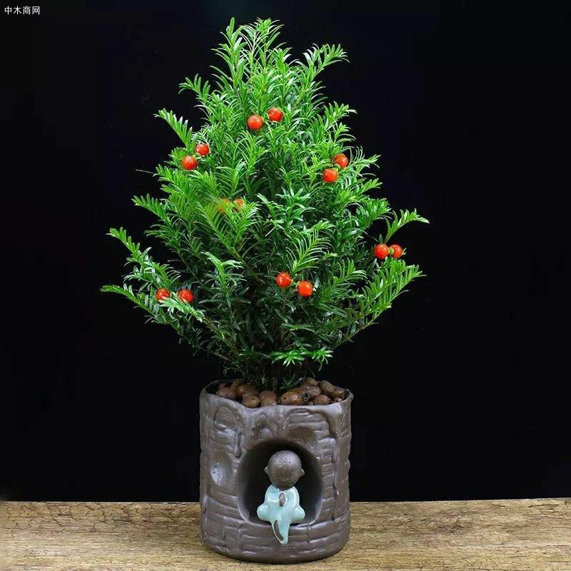 紅豆杉的盆景怎么樣及紅豆杉盆景價(jià)格是怎么樣的廠家
