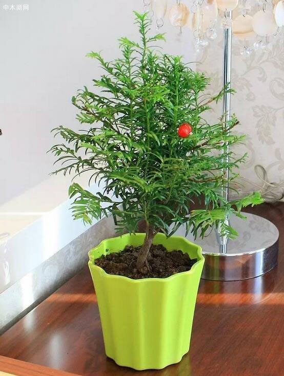 紅豆杉盆景對(duì)家居環(huán)境有什么好處