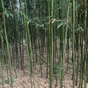 廣東苗竹國內品牌_河源龍川縣竹業