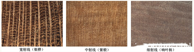 闊葉材木射線有哪些特點廠家