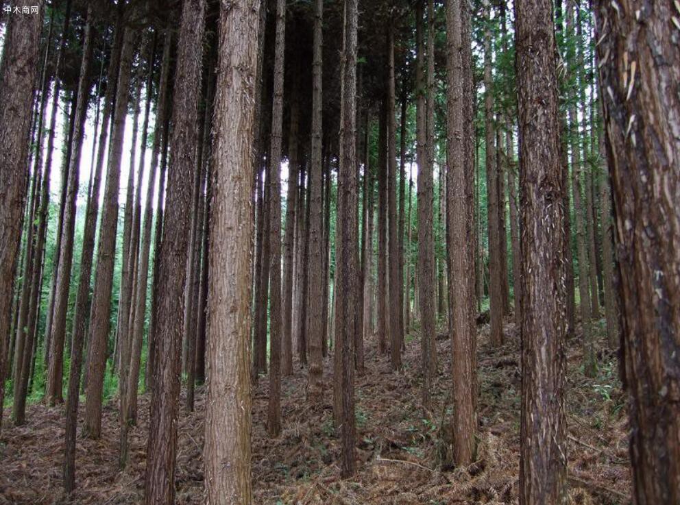 長期求購杉樹原木