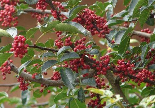 花椒樹(shù)適合什么地方種植以及花椒樹(shù)如何培育