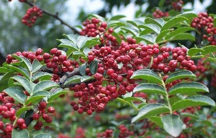 花椒樹(shù)適合什么地方種植以及花椒樹(shù)如何培育廠家