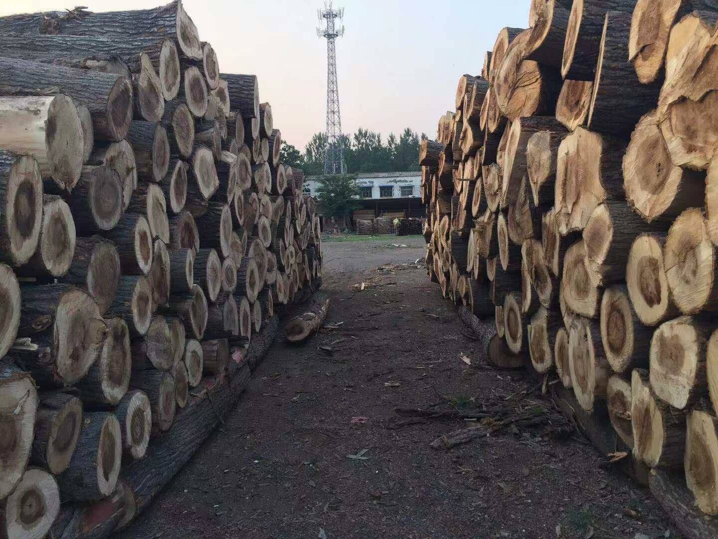 白楊木原木現在多少錢一噸品牌