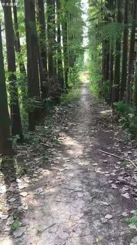 求購：本地落葉松原木圖片