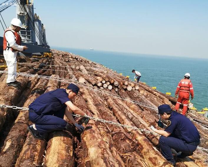 5.14萬噸進口原木從曹妃甸海關順利通關