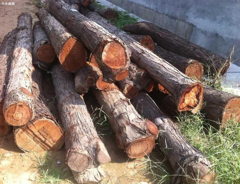 國內木材市場價格行情大調查