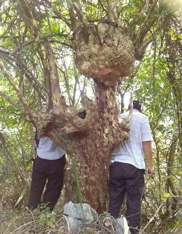 樹上長的樹瘤是怎么形成的