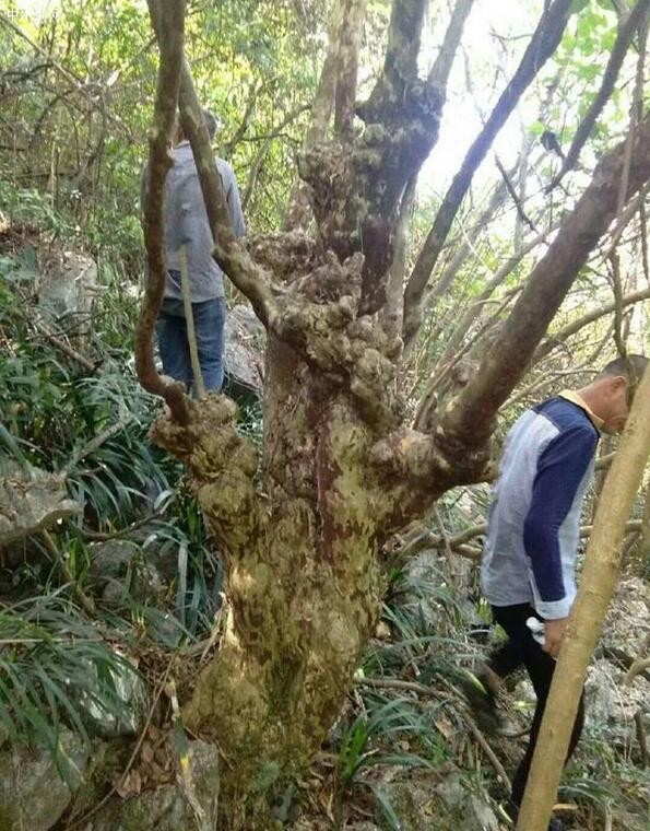 樹上長的樹瘤是怎么形成的廠家