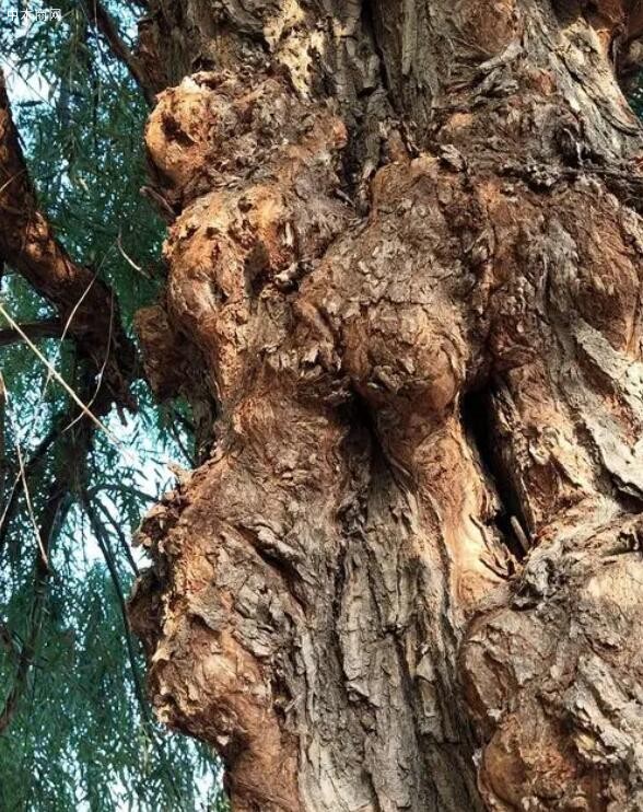 樹上長的樹瘤是怎么形成的價格