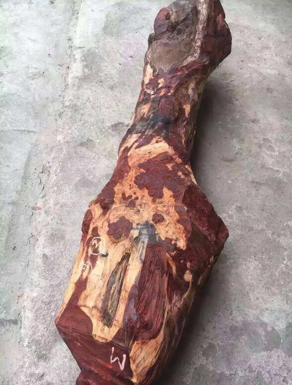 樹上長的樹瘤是怎么形成的品牌