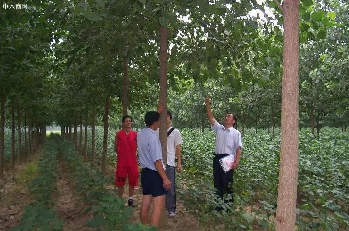 速生楊樹苗什么品種好批發