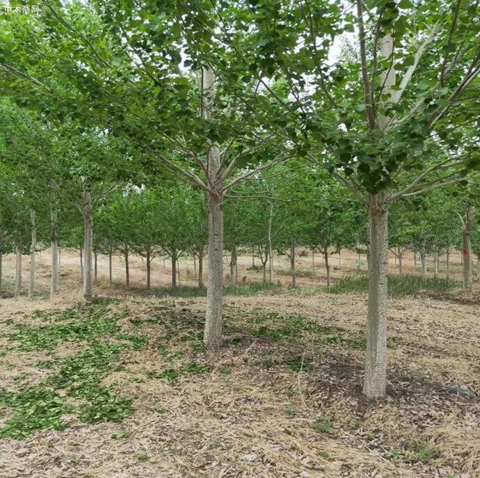 淺談楊樹苗種植技術及速生楊樹苗如何管理
