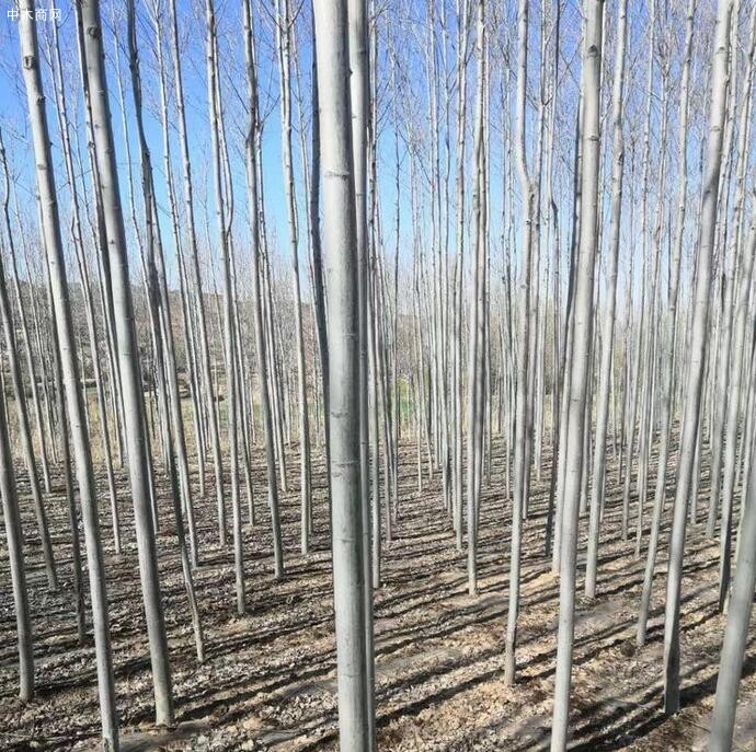 淺談楊樹苗種植技術及速生楊樹苗如何管理批發