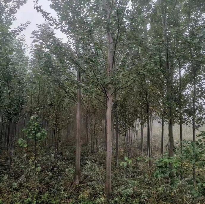 淺談楊樹苗種植技術及速生楊樹苗如何管理圖片
